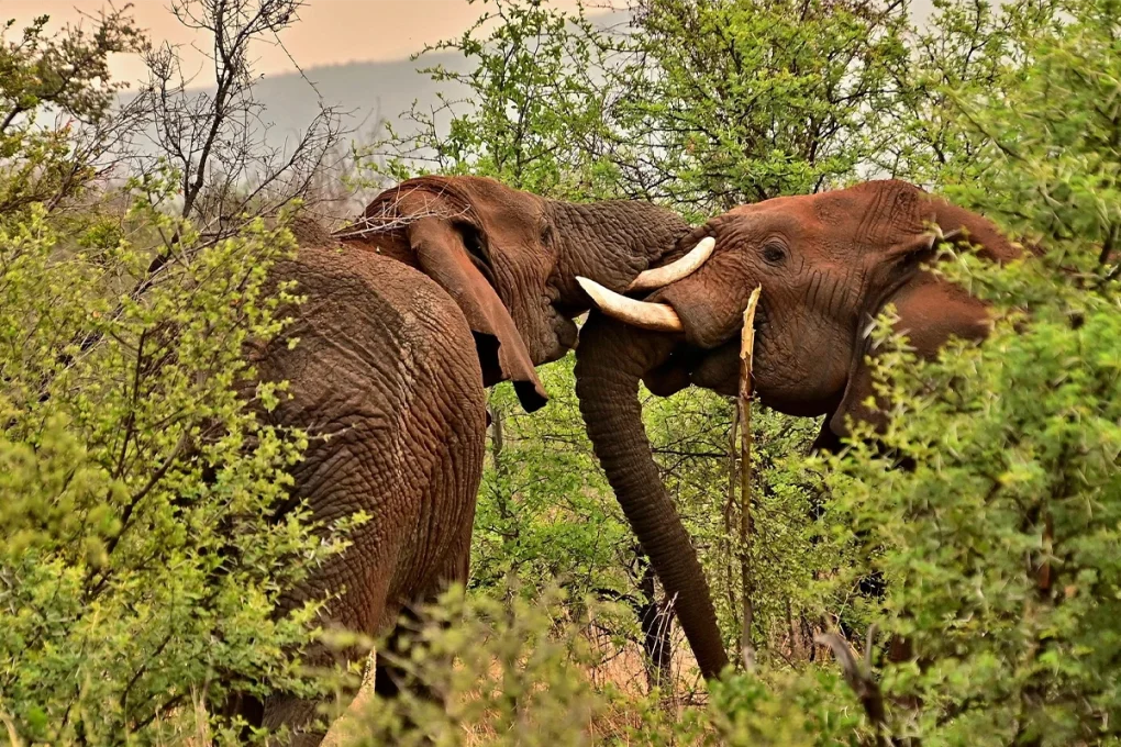 8 Days Tarangire, Ngorongoro, Serengeti & Lake Manyara Tanzania Safari