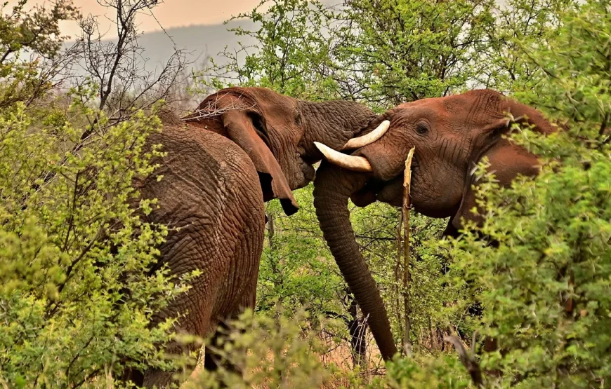8 Days Tarangire, Ngorongoro, Serengeti & Lake Manyara Tanzania Safari