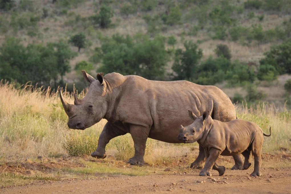 8 Days Tarangire, Ngorongoro, Serengeti & Lake Manyara Tanzania Safari