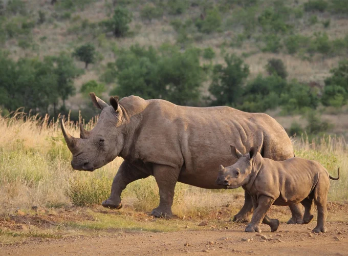 8 Days Tarangire, Ngorongoro, Serengeti & Lake Manyara Tanzania Safari