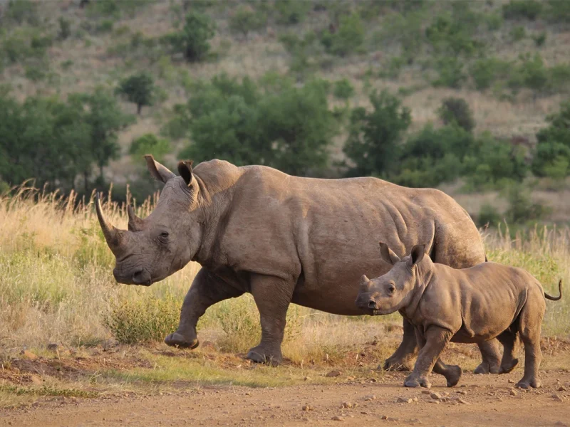 8 Days Tarangire, Ngorongoro, Serengeti & Lake Manyara Tanzania Safari
