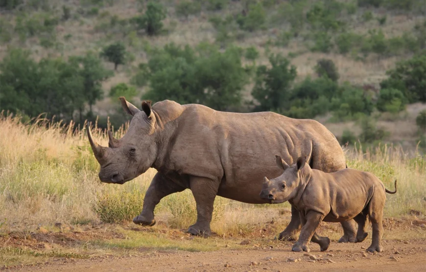 8 Days Tarangire, Ngorongoro, Serengeti & Lake Manyara Tanzania Safari