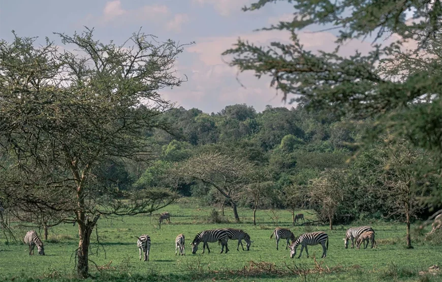 8 Days Uganda Gorilla Trek & Wildlife Safari