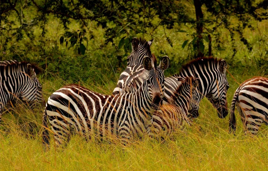 8 Days Uganda Gorilla Trek & Wildlife Safari