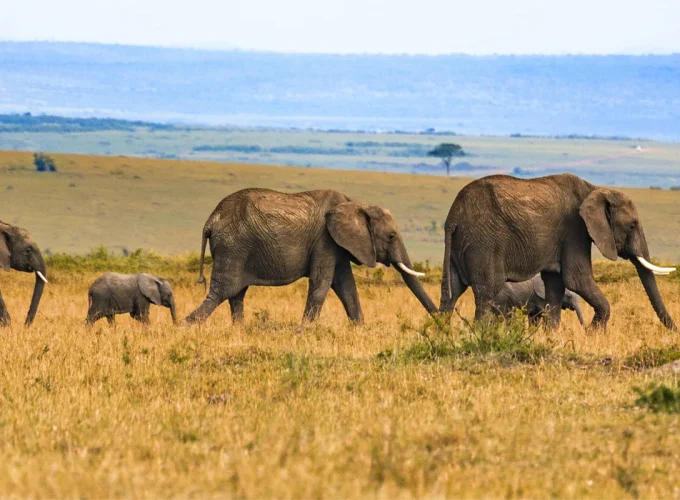 8 Days Uganda Gorilla Trek & Wildlife Safari