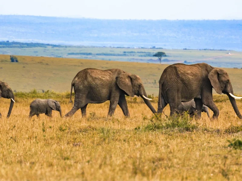 8 Days Uganda Gorilla Trek & Wildlife Safari
