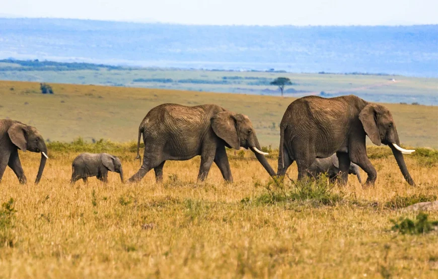 8 Days Uganda Gorilla Trek & Wildlife Safari