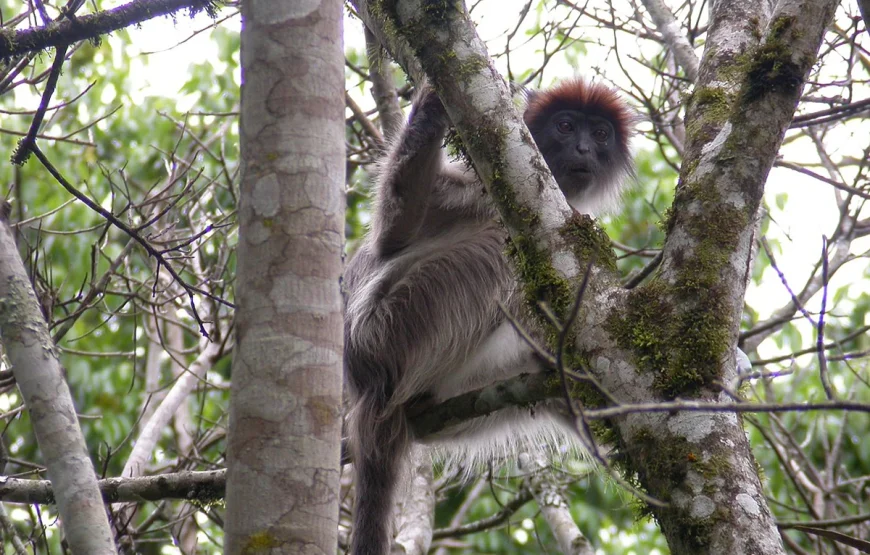 8 Days Uganda Gorilla Trek & Wildlife Safari