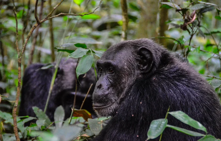 8 Days Uganda Gorilla Trek & Wildlife Safari