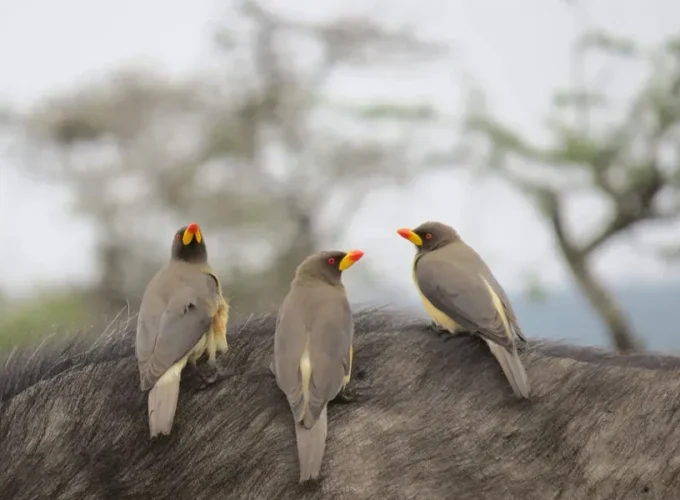 10 Days Bird Watchers’ Delight