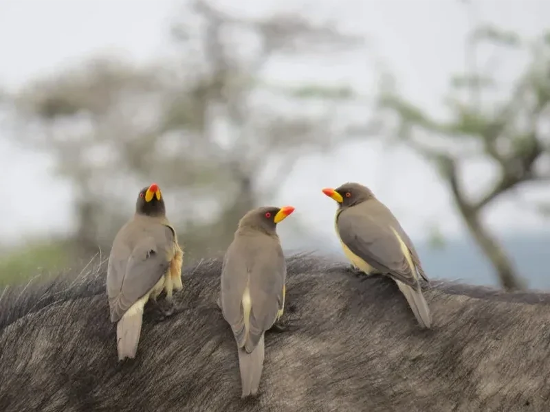 10 Days Bird Watchers’ Delight