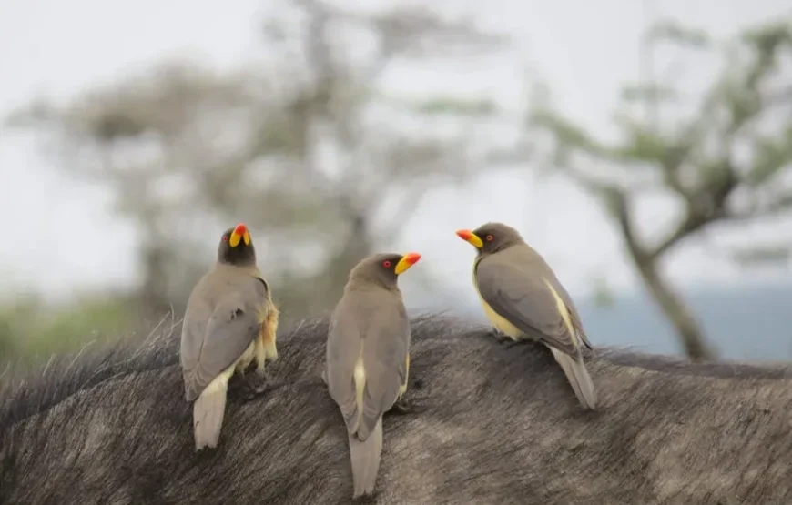10 Days Bird Watchers’ Delight