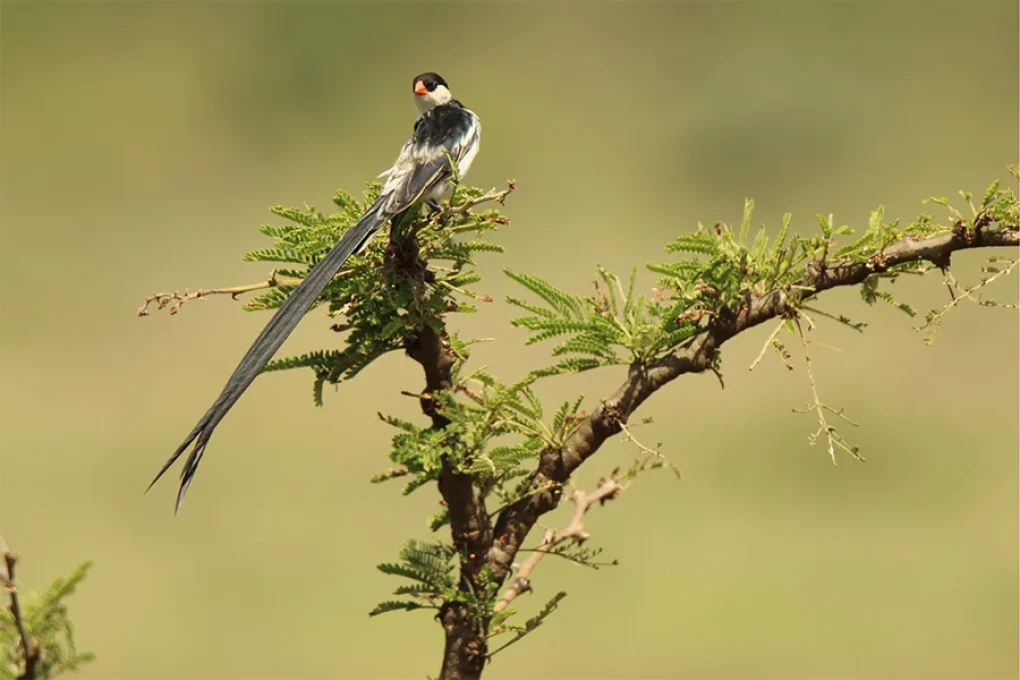 10 Days Bird Watchers’ Delight