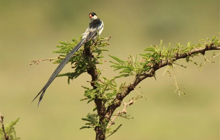 10 Days Bird Watchers’ Delight