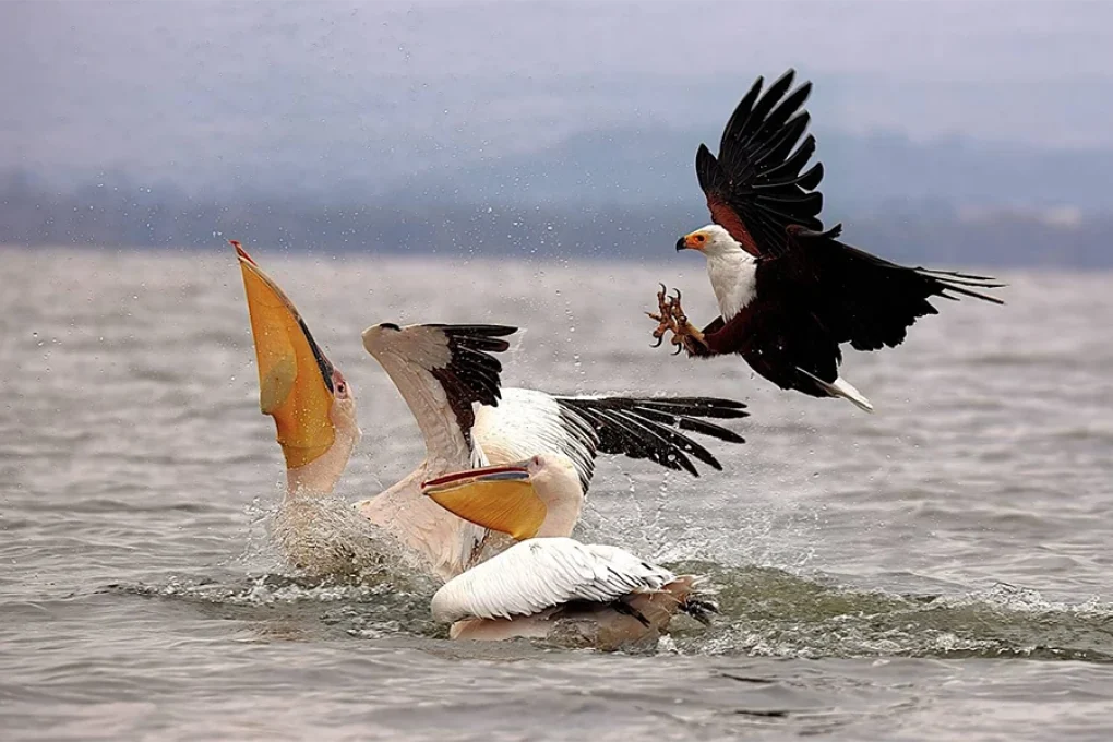 10 Days Bird Watchers’ Delight