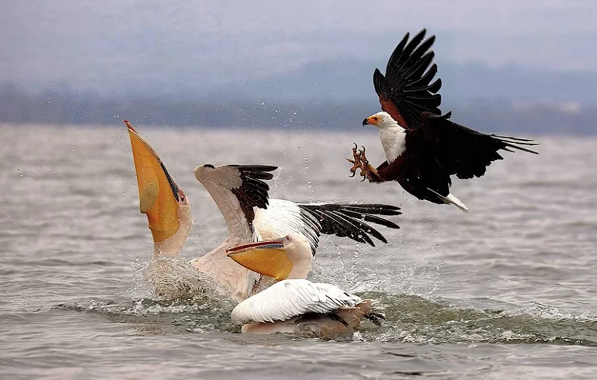 10 Days Bird Watchers’ Delight