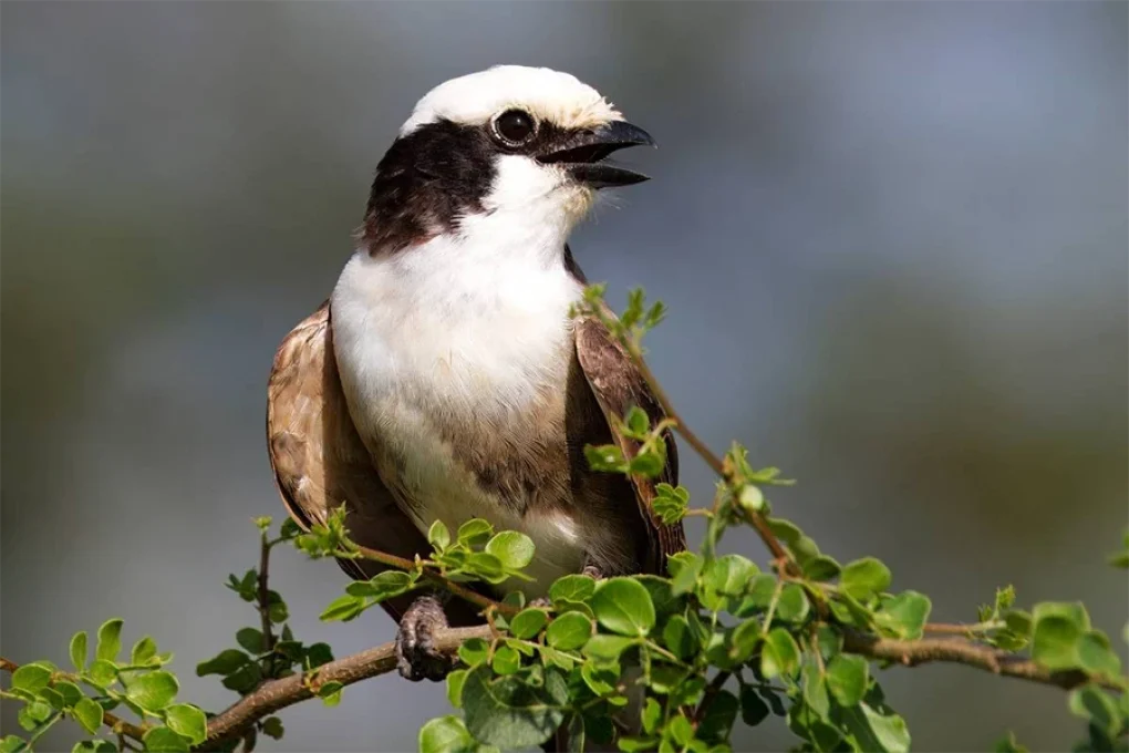 10 Days Bird Watchers’ Delight
