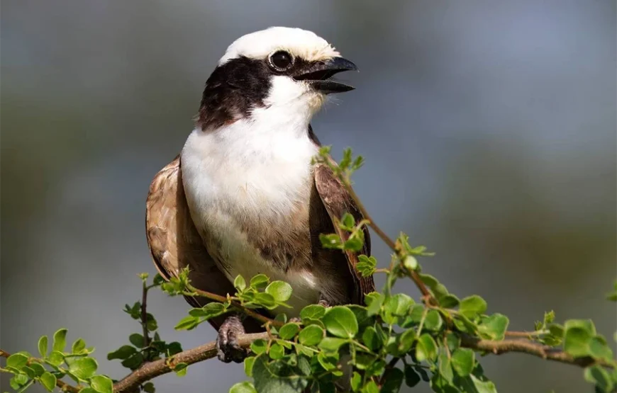10 Days Bird Watchers’ Delight