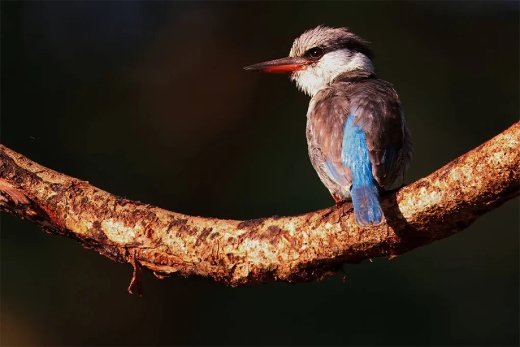 10 Days Bird Watchers’ Delight