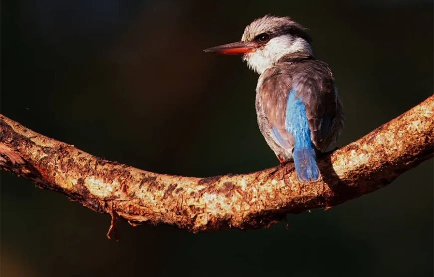 10 Days Bird Watchers’ Delight