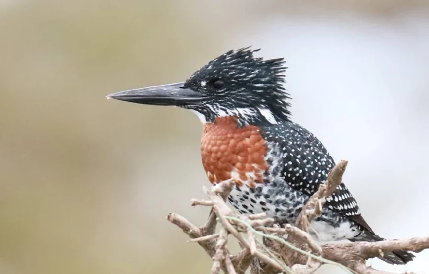 10 Days Bird Watchers’ Delight