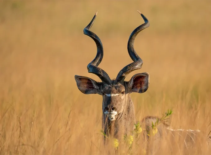 A Journey Through Kenya’s Wild Soul