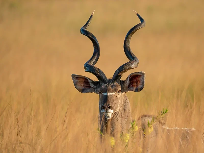 A Journey Through Kenya’s Wild Soul