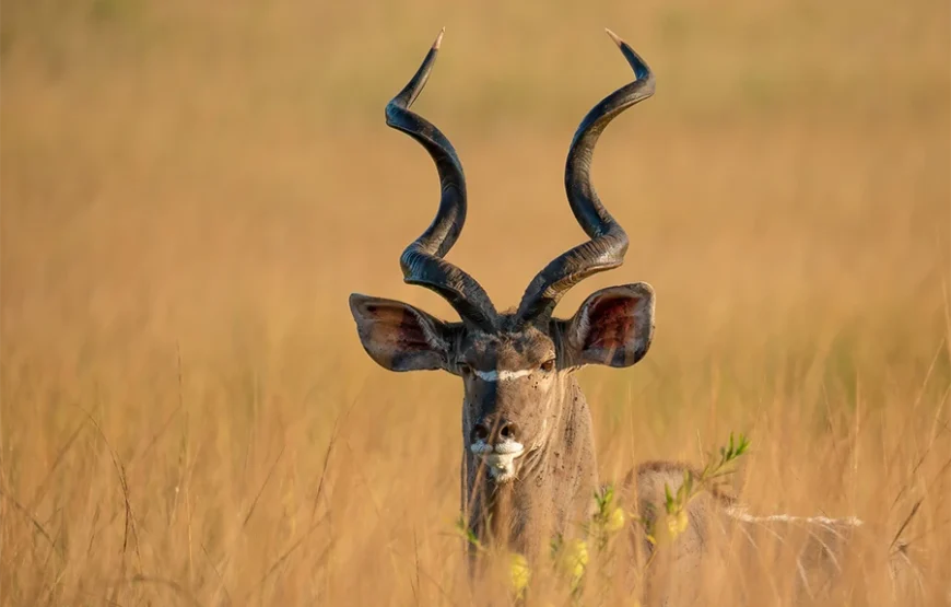 A Journey Through Kenya’s Wild Soul