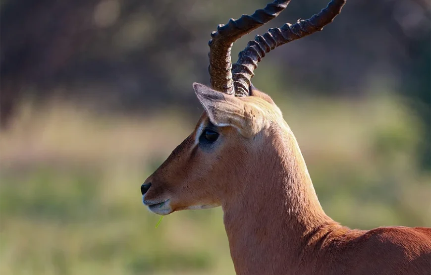 A Journey Through Kenya’s Wild Soul