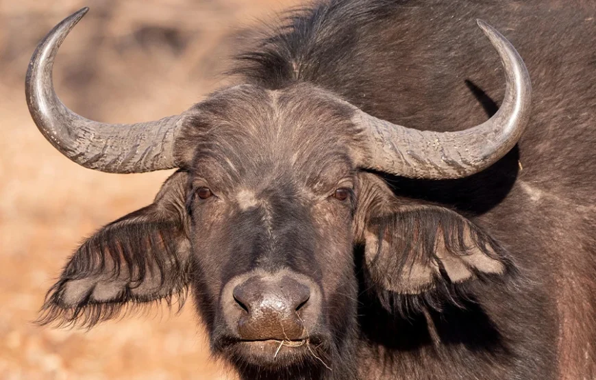 A Journey Through Kenya’s Wild Soul