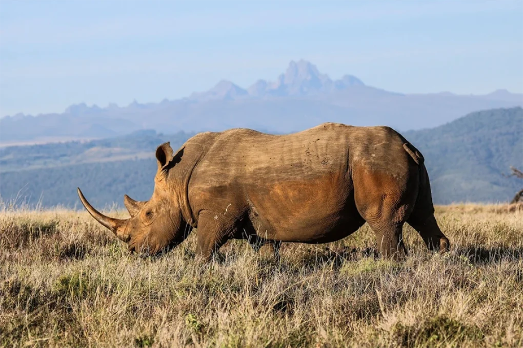 10 Days Kenya Honeymoon Safari