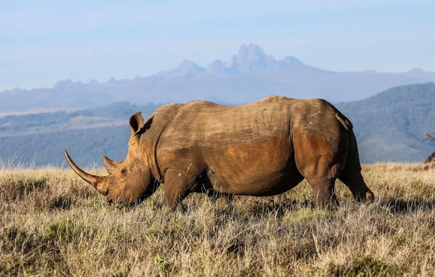 10 Days Kenya Honeymoon Safari